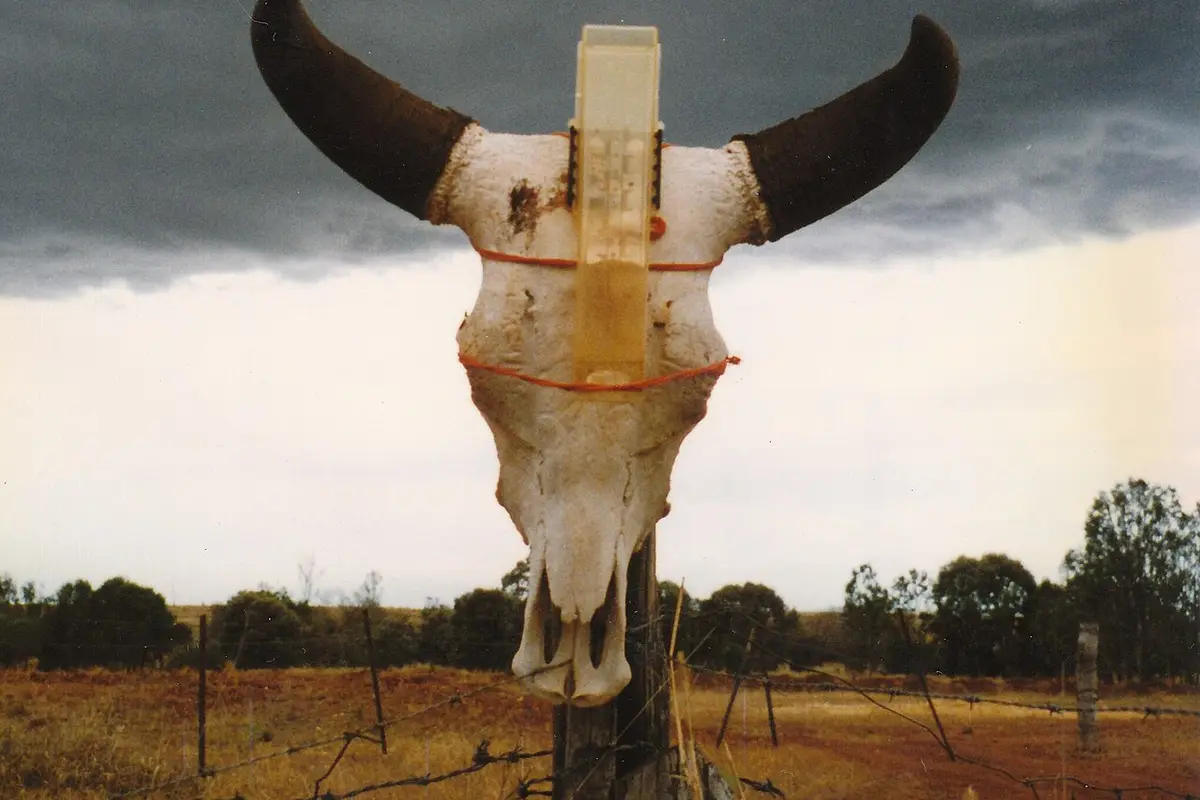 A plastic rain gauge tied to a bull's skull on a fence post, with a red-dirt paddock and storm clouds behind